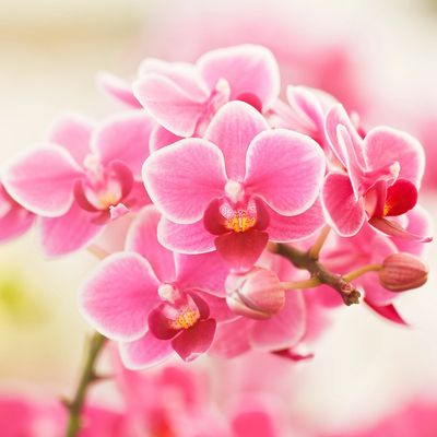 Pink flowers on a tree
