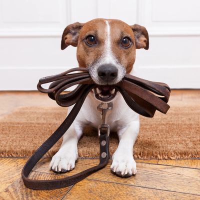 dog holding leash in mouth