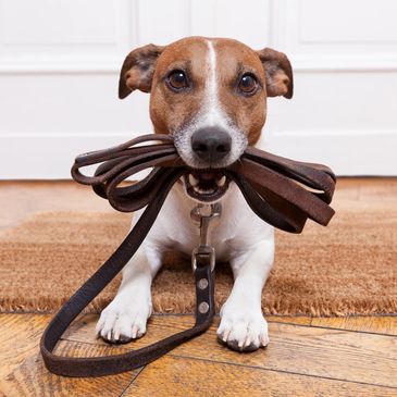 Dog walking, Dog walking packages, dog walking packages for contracted clients