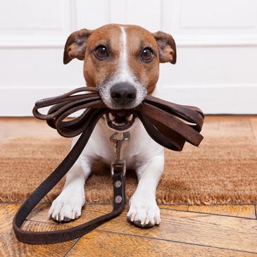 Dog waiting to take a walk