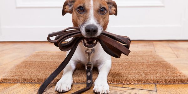 Rat terrier holding leash in mouth waiting by the door to go out for a walk. 