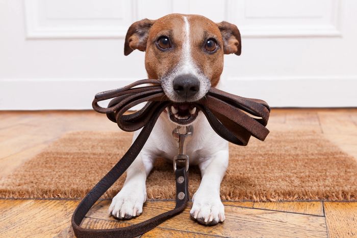 A small dog lying on a doormat with a leash in its mouth.