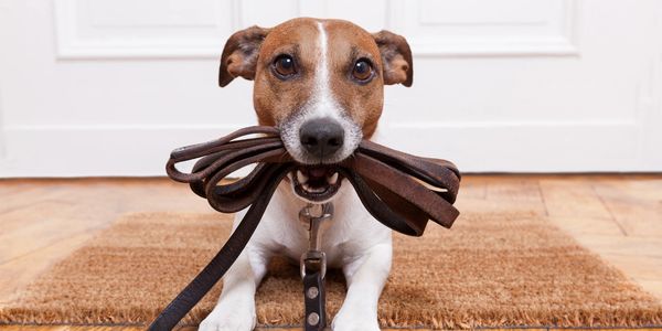 Dogs Plus
Dog walkers  St Austell
Dog walkers Truro
Dog walking
Puppy socialisation
Dog Adventures