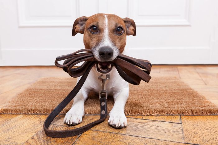 Dog with leash in mouth waiting to be walked