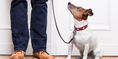 dog training
dog obedience
dog staying
puppy training
leash training