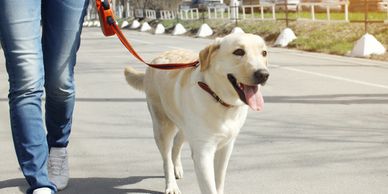 A yellow Labrador Retriever being walked. 