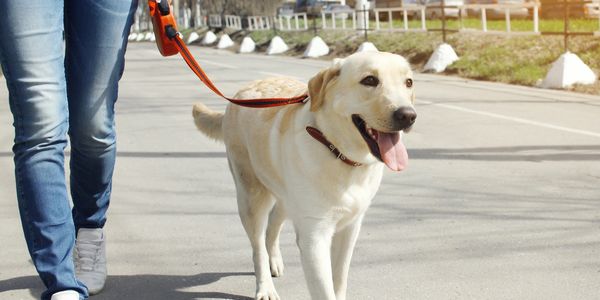 Cream Labrador Retriever walking on leash