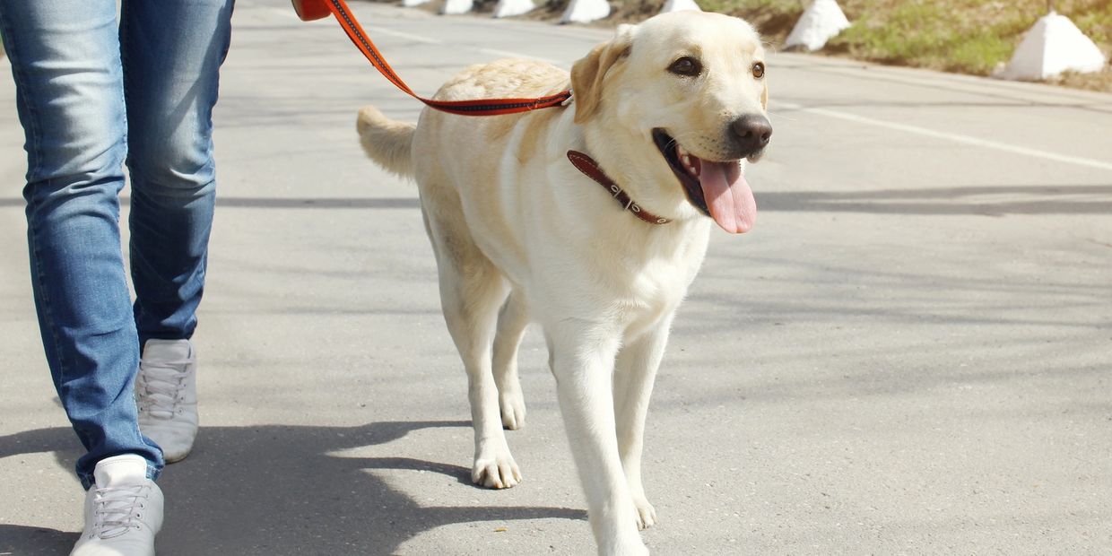 A happy Labrador retriever on a leash being walked outside.