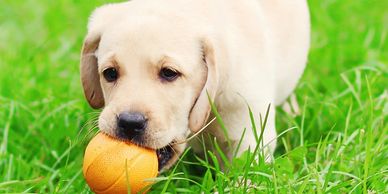 Puppy with ball in mouth