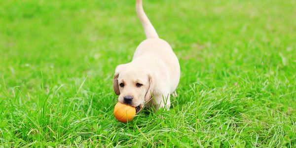 Puppy carrying ball in the grass