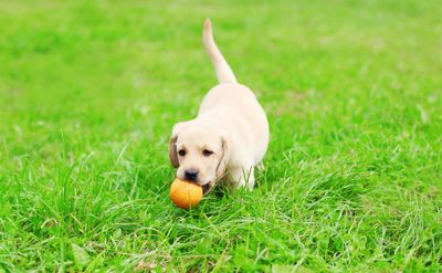 Happy and playful puppy playing fetch with a ball