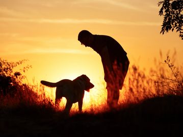gundog, scentwork, bond, sunset, dog, trainer