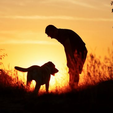 Silhouette of a dog and man during sunset