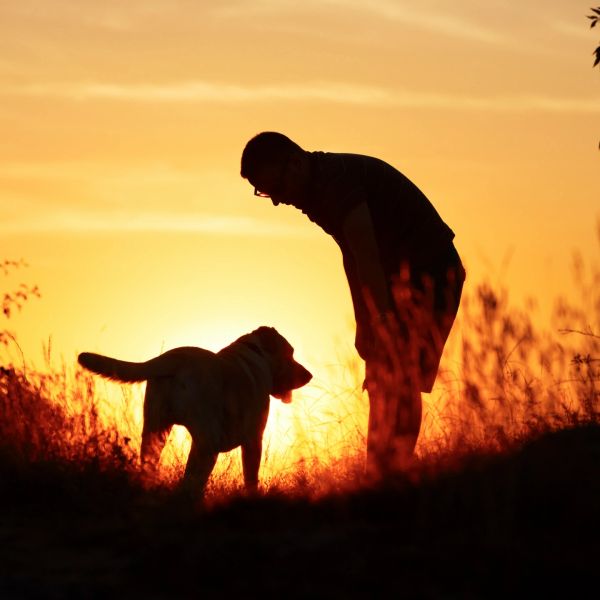 Silhouette of a person bending down to a dog at sunset.