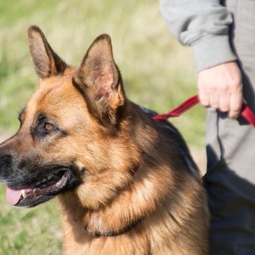 service dogs