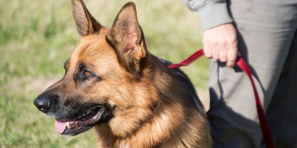 a German Shepherd on a lead sitting 