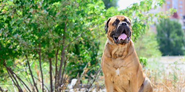 Large brown dog sitting outdoors with tongue out.