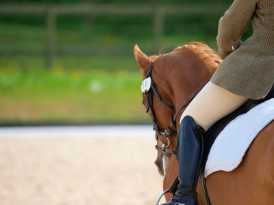 Improve your riding and performance with equestrian physical therapy. 