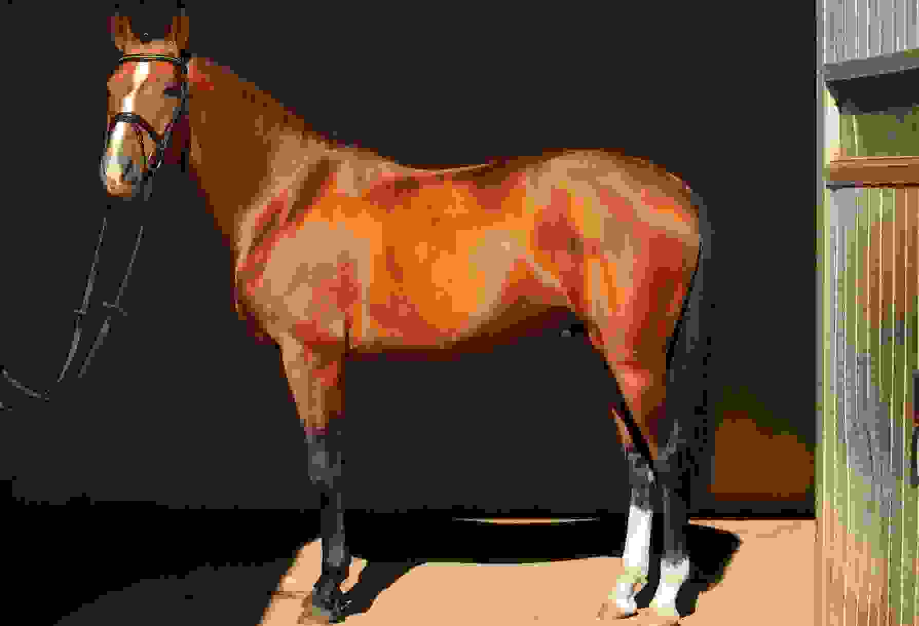 British Thoroughbred Agency Horses for Sale