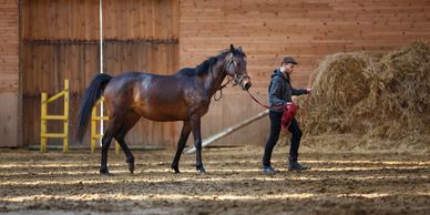 A men with horse