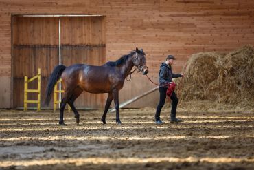 A person leading a horse inside a wooden indoor arena.