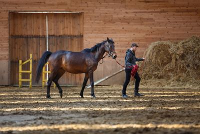 Horse and Rider