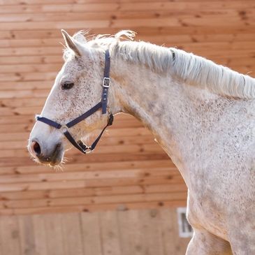 dabbling horse in front of a wood wall