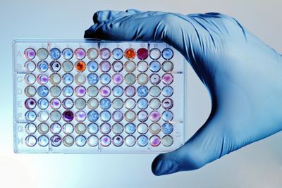 Gloved hand holding a multi-well plate with various colored samples.