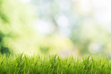 Lush green grass with a soft, blurred natural background.