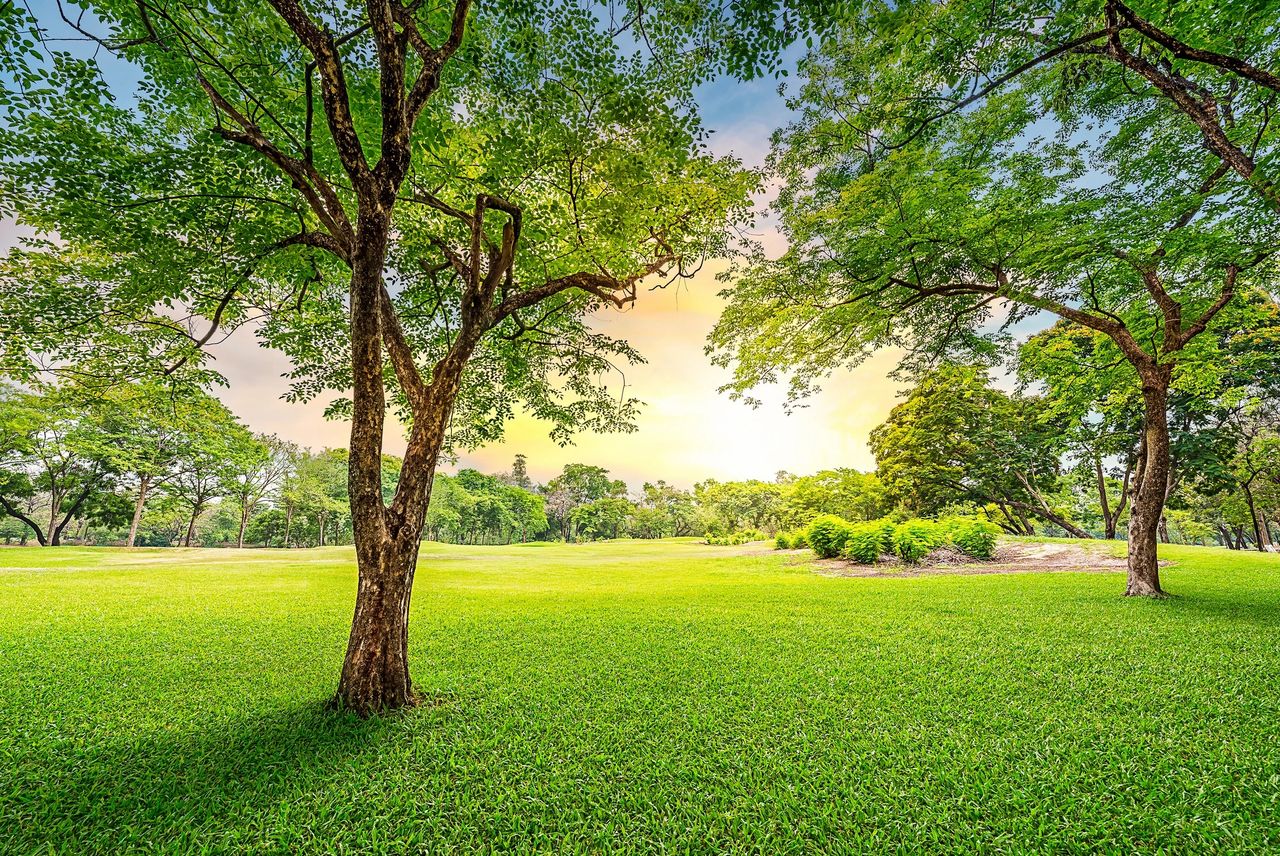 Sun on trees.