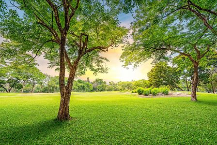 Tree Trimming and Landscaping Services in Lehigh Acres