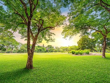 A sunlit park with green grass and tall trees under a clear sky.