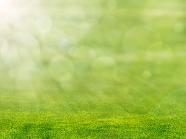 Sunlight shining on a green grassy field.