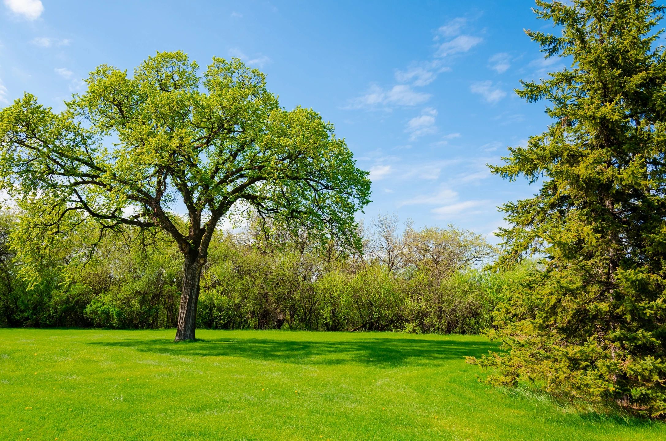 Clark Lawn Maintenance