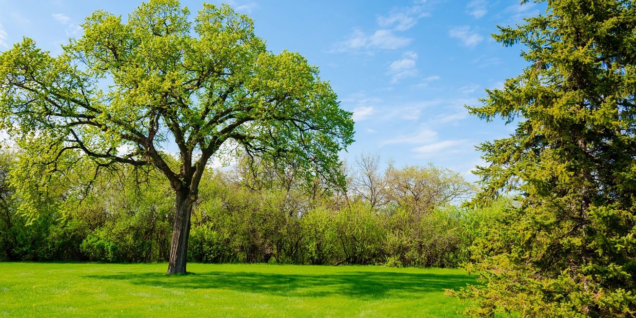 J&H Lawncare.  Lawn Care, Fort Dodge, Iowa