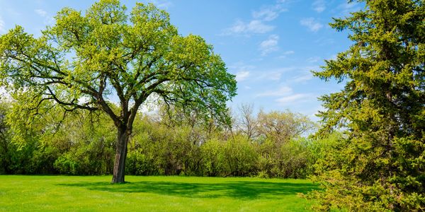 Large lawn with tree