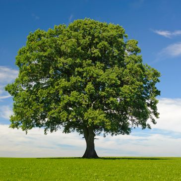 tree removal
tree planting
stump grinding 
stump removal
dead tree
dead trees
dead tree removal