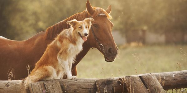 Happy Horse and Dog in a Field after receiving a chiropractic treatment.