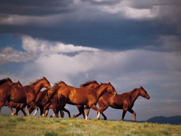 A group of horses running on grass under a cloudy sky.