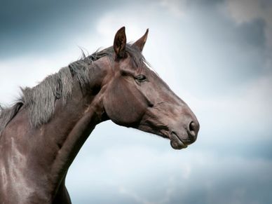 Close-up of a brown horse's head against a cloudy sky.
