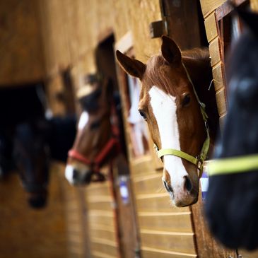 Horses in stall. JM4 Ranch offers Horse and owner Boarding Bed and Breakfast Services
