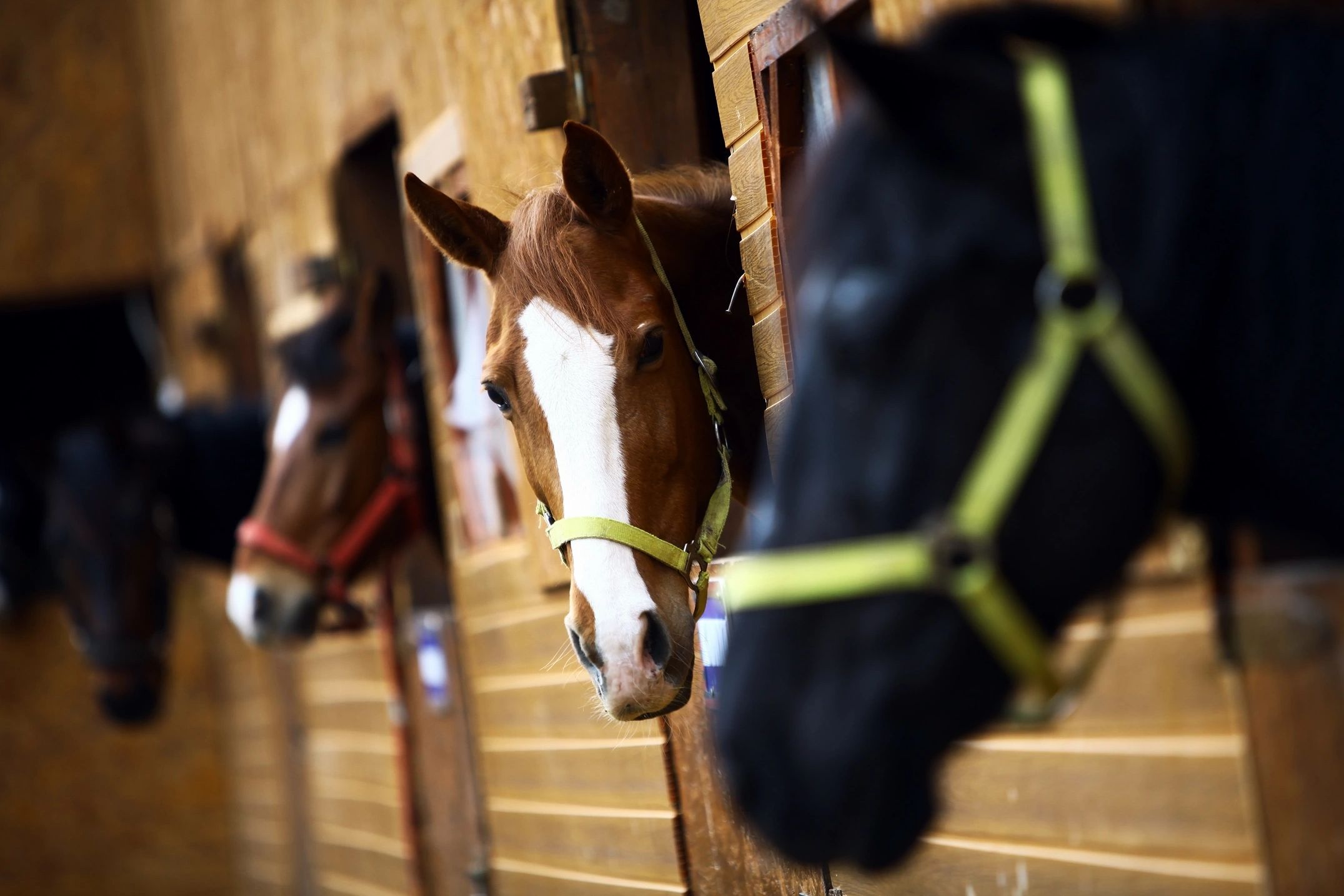 productos veterinarios para caballos, productos para equinos.
