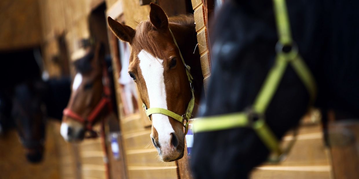 Farm Horse Boarding, Wellington Horse Shows, Equestrian