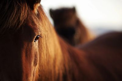 Close-up of a brown horse's eye and mane in soft light.