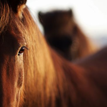 Communication between horse and human and horse and horse.