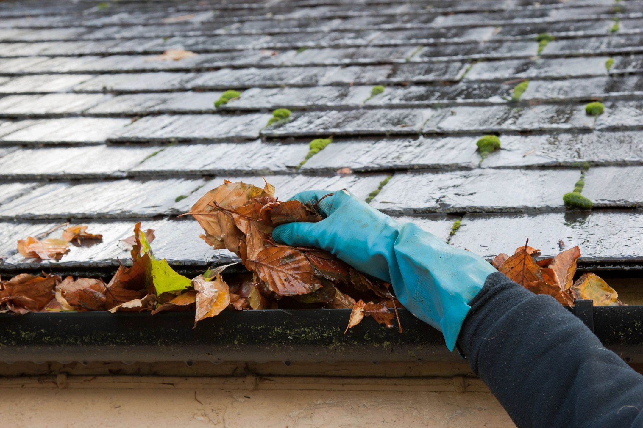 Gutter cleaning: person on ladder removes leaves & debris from rain gutter with gloved hand.