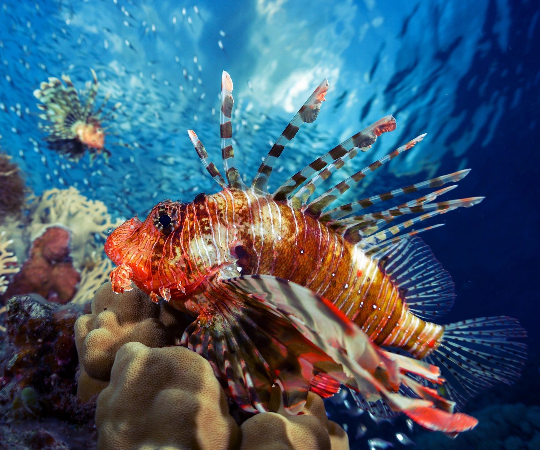 lionfish eating