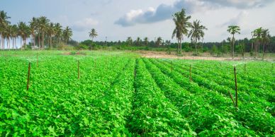 Lush green crop field with palm trees under a partly cloudy sky.