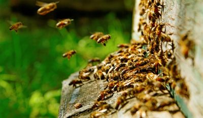Bees flying and gathering near hive entrance.