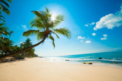A palm tree on the beach with sun shining